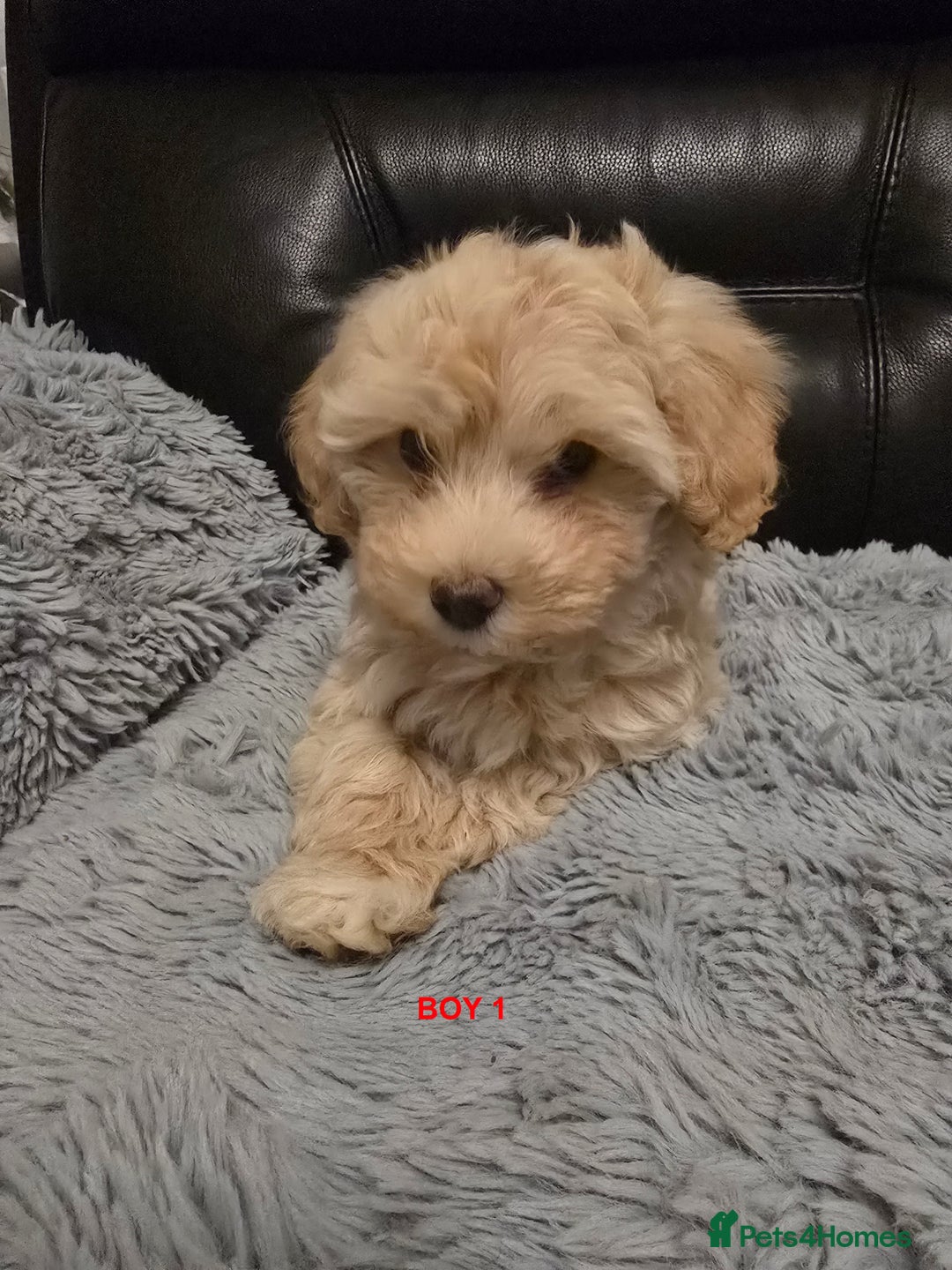 Maltipoo dogs for sale: MALTIPOO PUPPIES FOR SALE - Image 28
