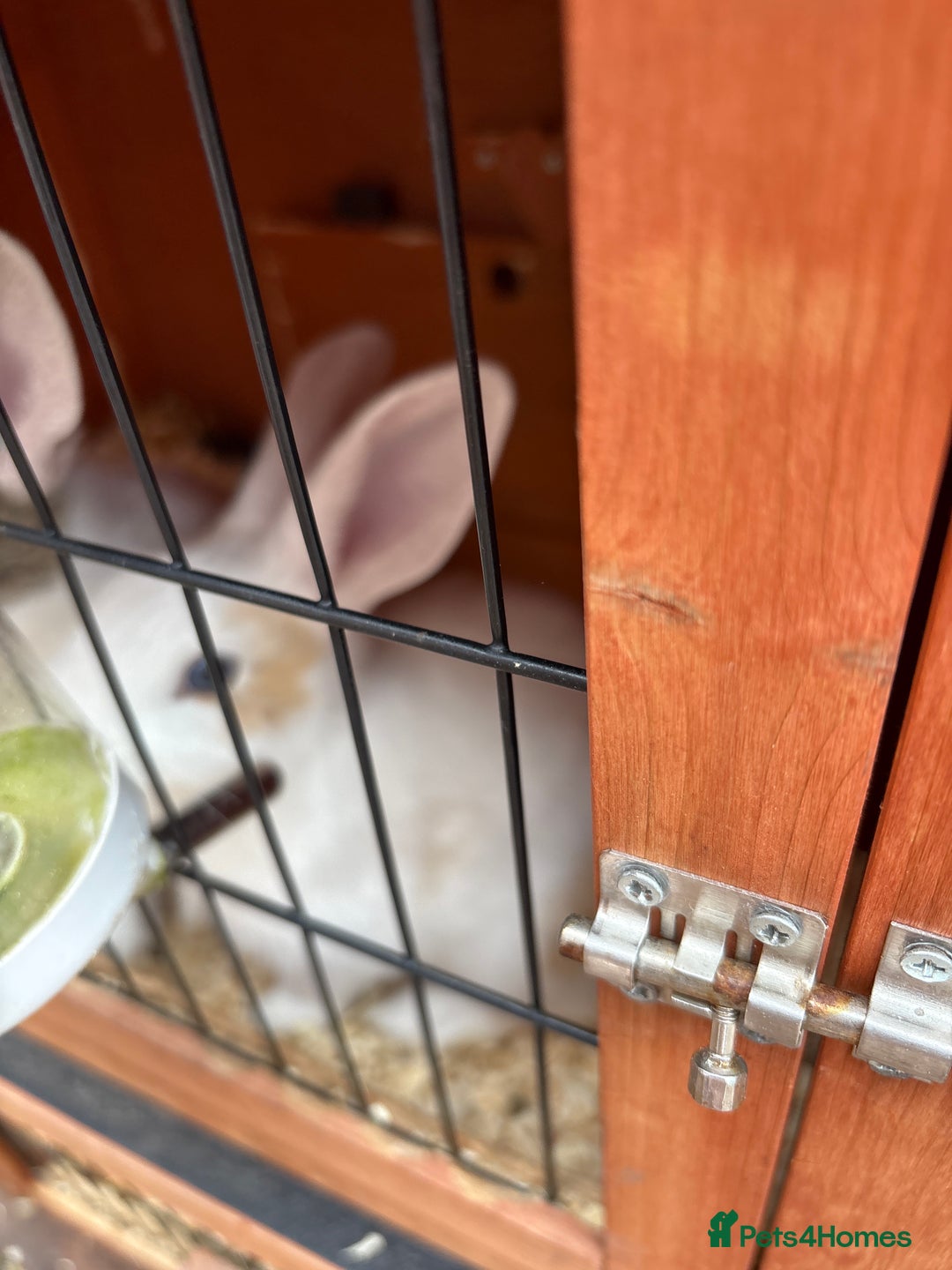 Mixed Breed rabbits for sale: Beautiful pair of baby bunnies ( hutch & run)  - Image 2