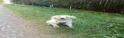 Golden Retriever dogs for stud: English cream golden retriever in Treorchy - Advert 3