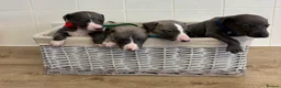 Whippet dogs for sale: Whippet puppies  - Advert 16