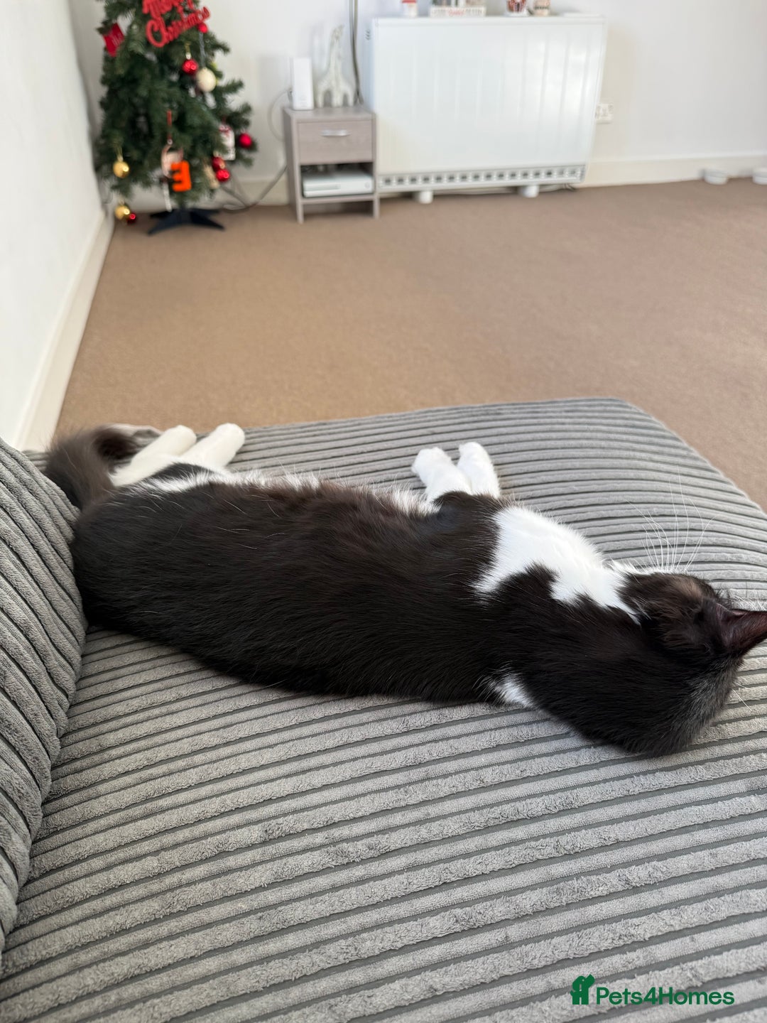 Mixed Breed cats for sale: Tilly looking for a new home  - Advert 2