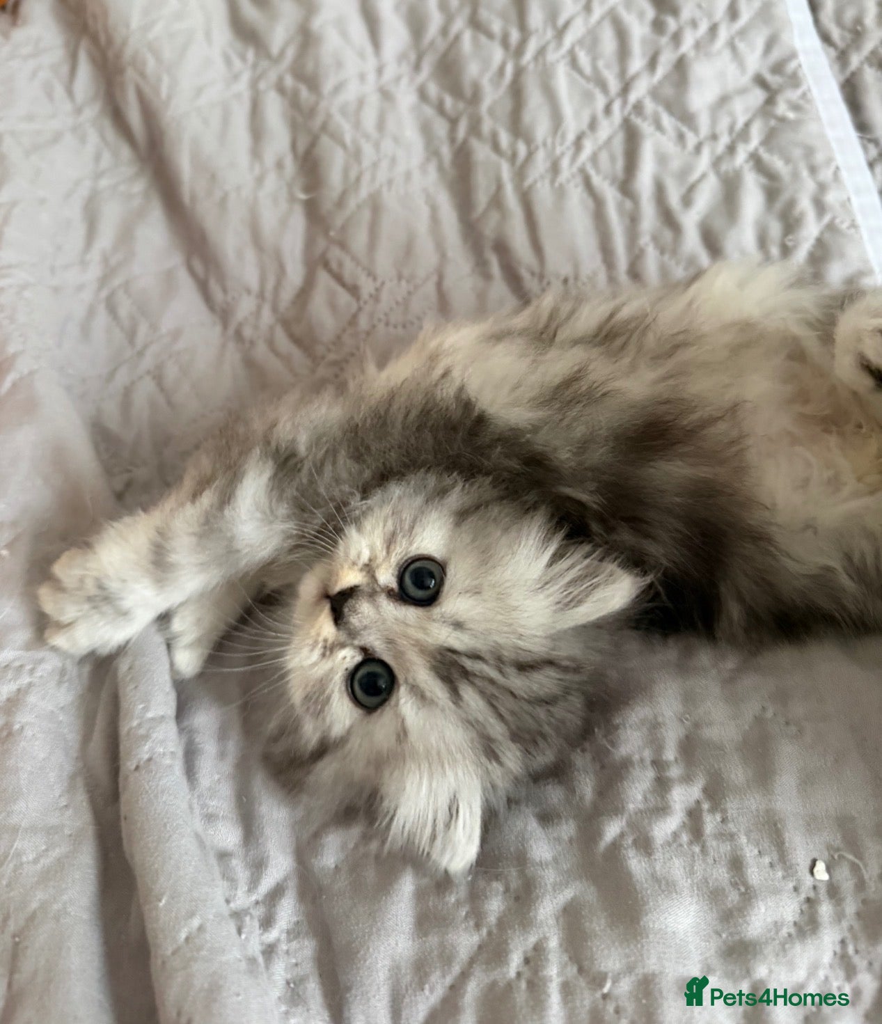 Persian cats Adorable fluffy Persian kittens for Sale - Advert 1