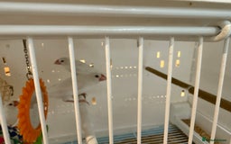 Finches birds for sale: female baby Java sparrow (finches) for sale   - Image 4