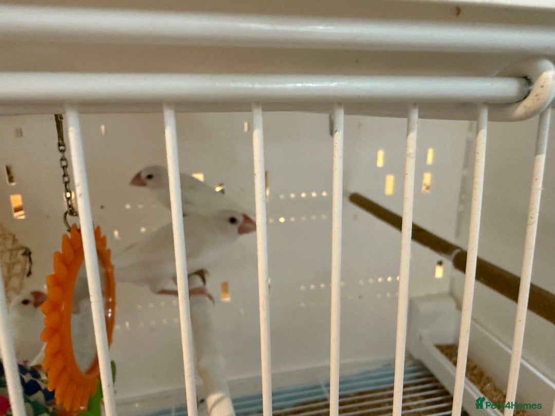 Finches birds for sale: female baby Java sparrow (finches) for sale   - Image 4