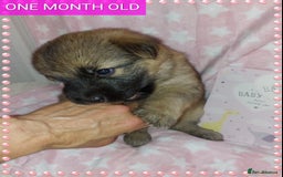 German Shepherd dogs for sale: 7  beautiful german shephered pups  - Image 33
