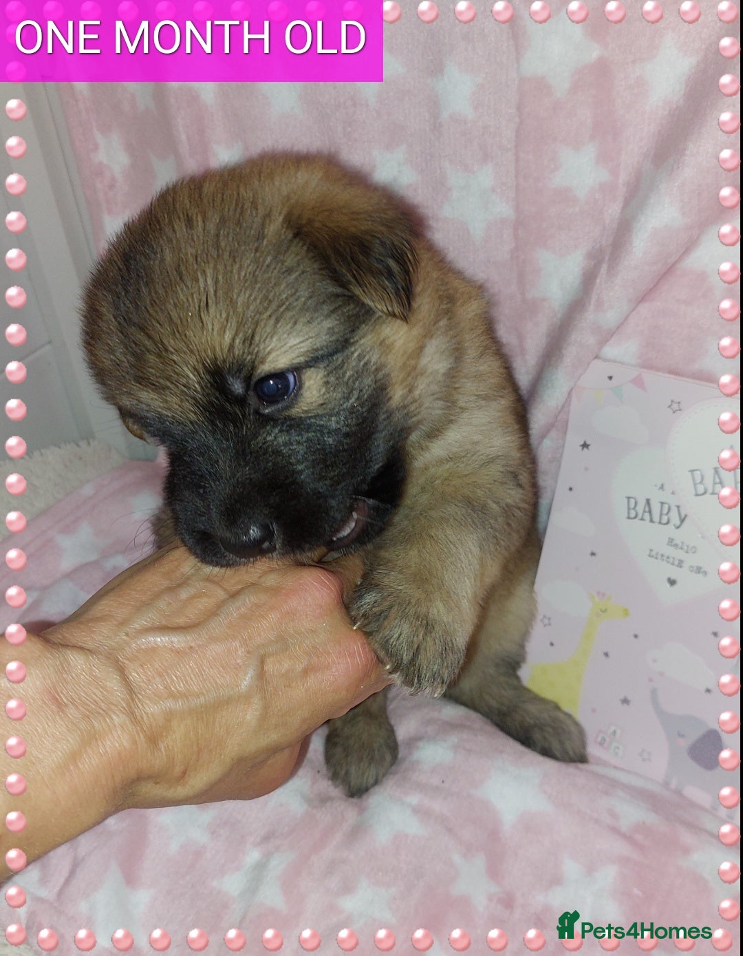 German Shepherd dogs for sale: 7  beautiful german shephered pups  - Image 33