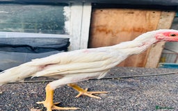 Chickens poultry for sale: Aseel shamo  chicks for sale  - Image 9