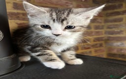 Mixed Breed cats for sale: Last 6 persian mix kittens ready now - Image 7