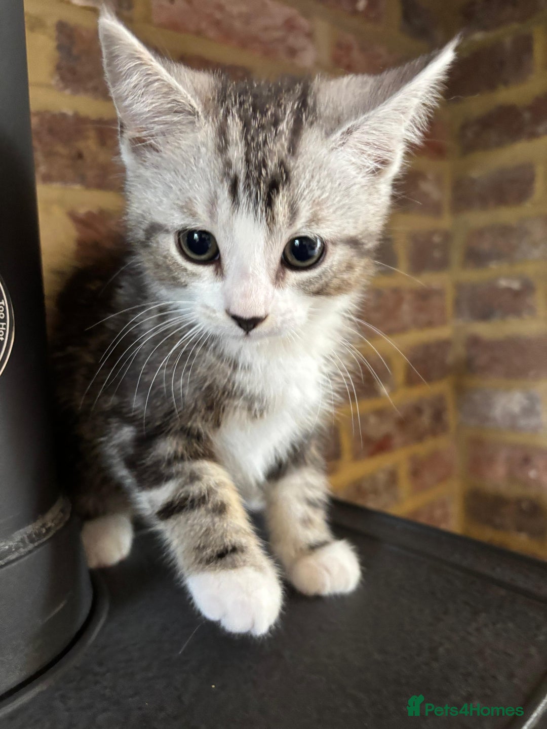 Mixed Breed cats for sale: Last 6 persian mix kittens ready now - Image 7