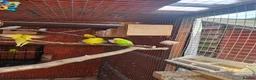 Budgerigars birds for sale: Budgies - Advert 17