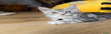 Maine Coon Kitten 1 Princess