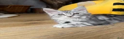 Maine Coon cats for sale: TICA registered Maine Coon kittens - Advert 4