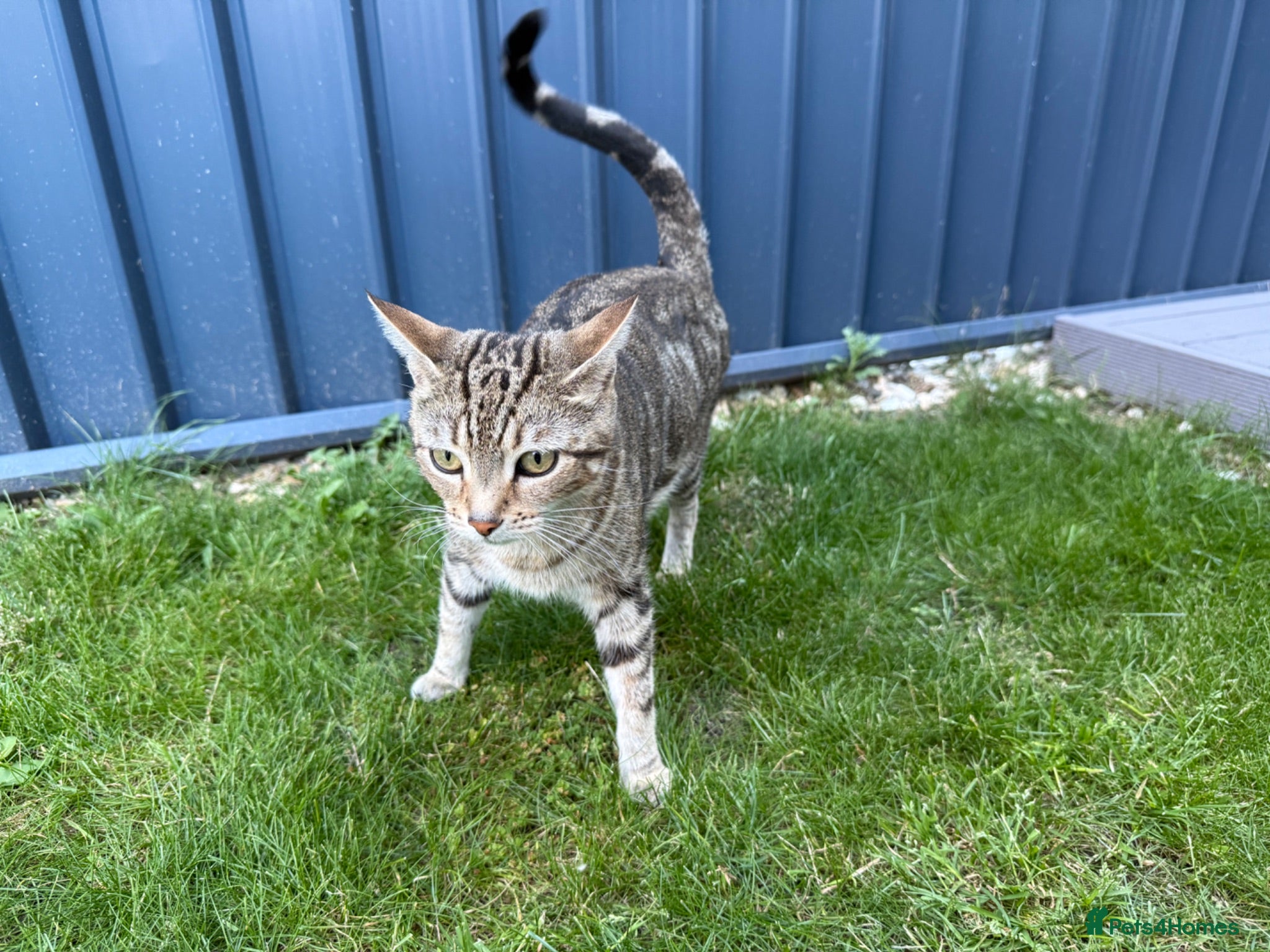 Mixed Breed cats Beautiful kittens for sale - Advert 1