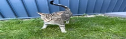 Mixed Breed cats for sale: Beautiful kittens for sale - Advert 1