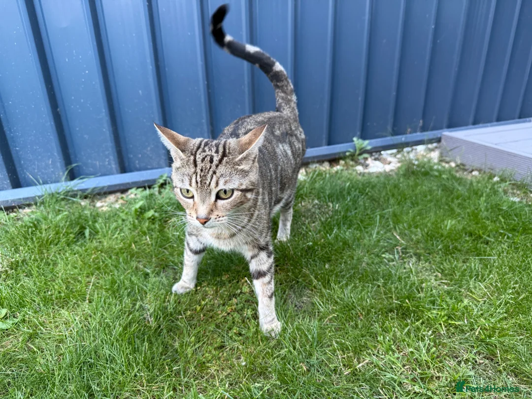 Mixed Breed cats for sale: Beautiful kittens for sale - Advert 1