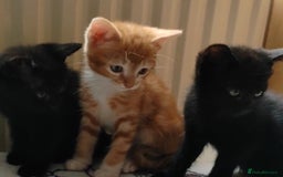 Mixed Breed cats for sale: One black boy ready to go - Image 4