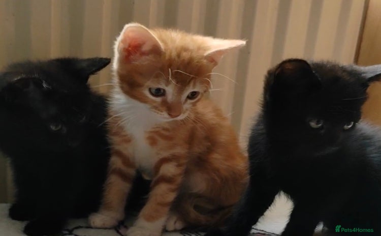 Mixed Breed cats - Advert 12