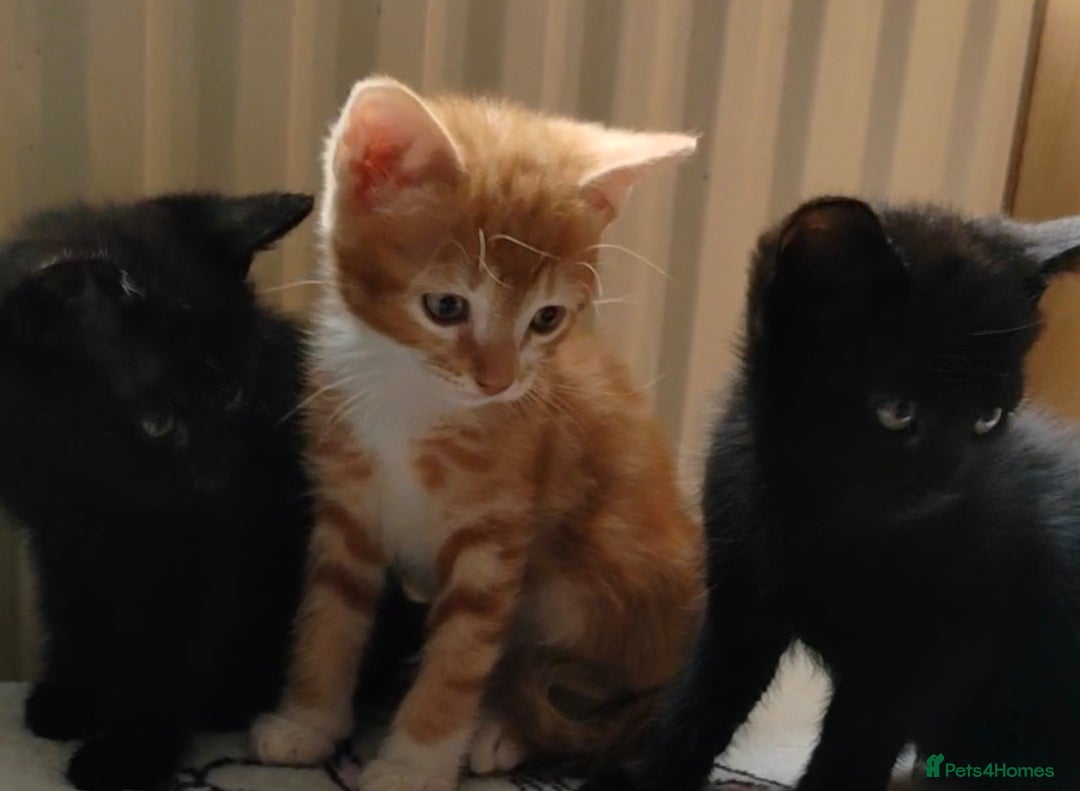 Mixed Breed cats for sale: One black boy ready to go - Image 4