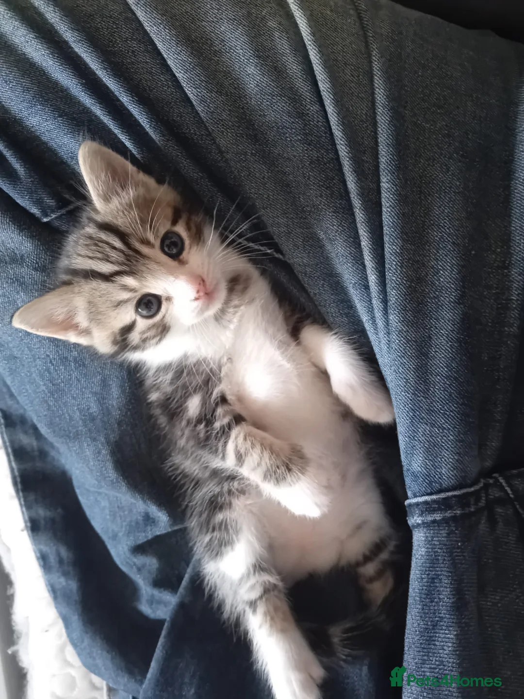 Mixed Breed cats for sale: 5 kittens ready for new homes in Southampton - Advert 20