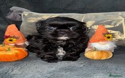 Shih Tzu dogs for sale: 🩷🩷 Stunning Black Shih Tzu Girls 🩷🩷 - Image 9