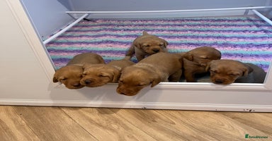 Labrador Retriever dogs - Advert 3