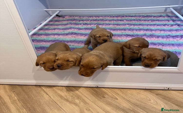 Labrador Retriever dogs - Advert 5