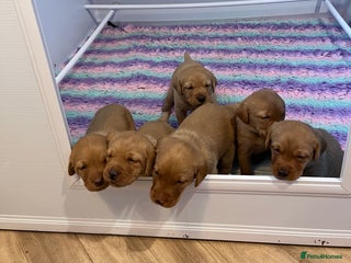 Labrador Retriever dogs - Advert 8