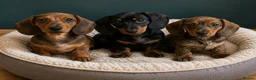 Miniature Dachshund dogs for sale: Show quality PRA CLEAR mini dachshunds  - Advert 1