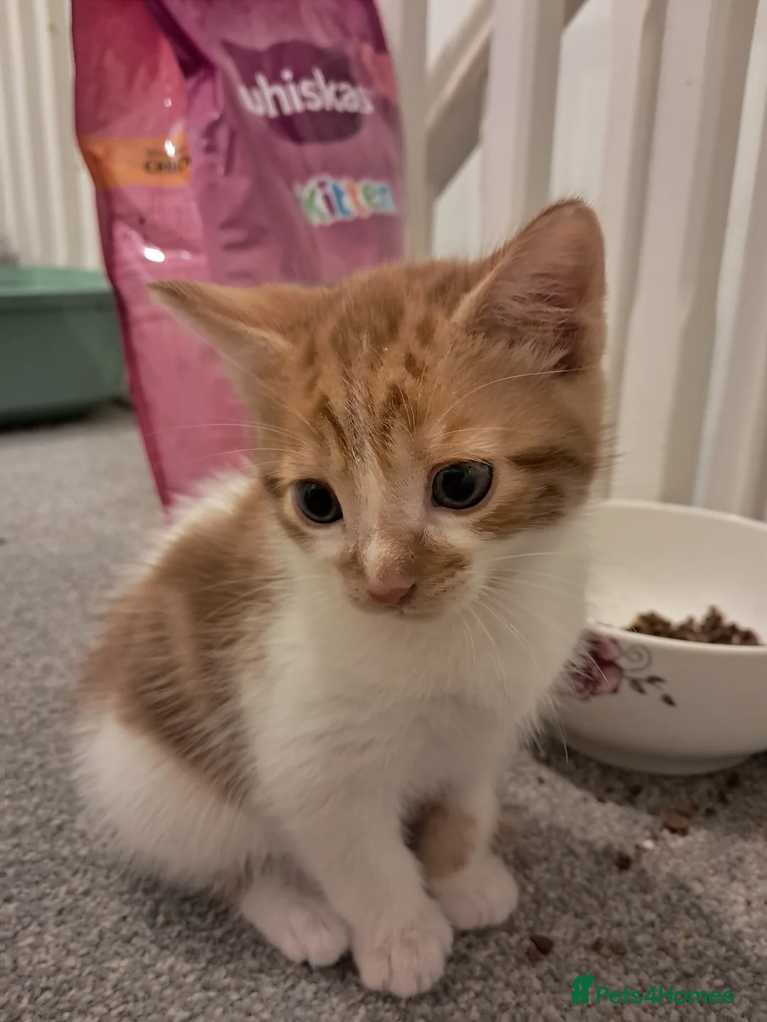 Mixed Breed cats for sale: Kittens for sale - Advert 7