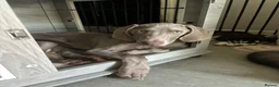 Weimaraner dogs for sale: Meet LULU - Advert 8