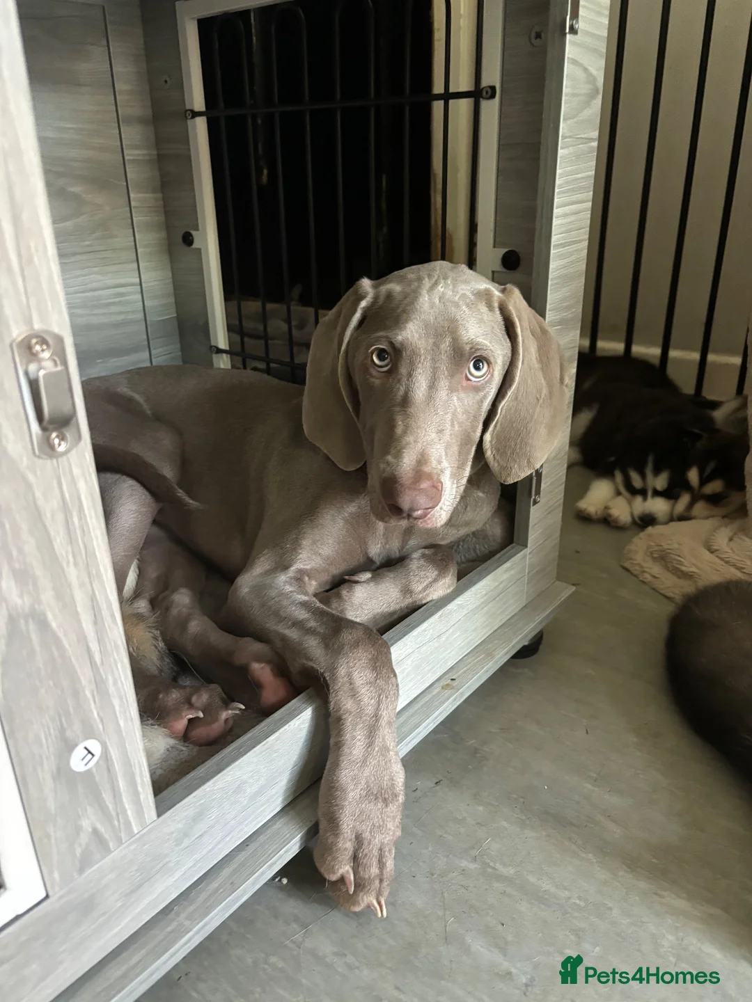Weimaraner dogs for sale: Meet LULU - Advert 8