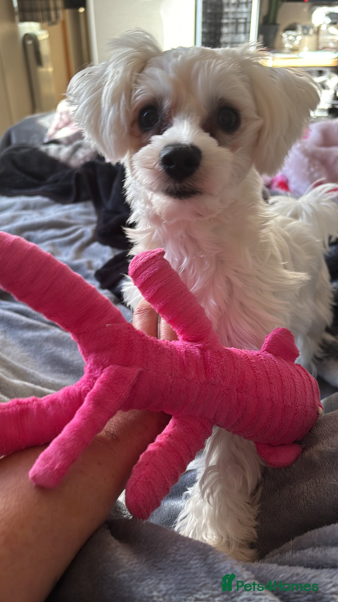 Maltese dogs for sale: Maltese girl  - Image 1
