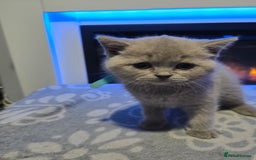 British Shorthair cats for sale: Full pedigree, British short hairs ready now. - Image 7