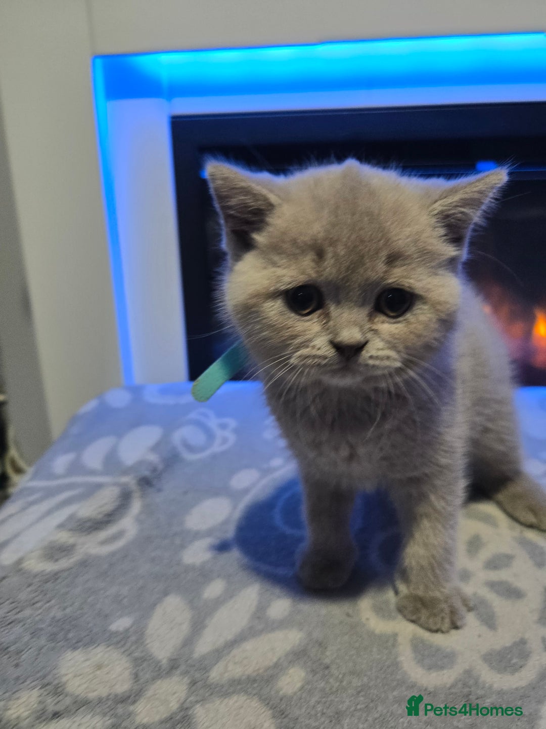 British Shorthair cats for sale: Full pedigree, British short hairs ready now. - Image 7