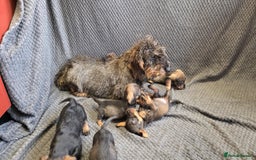 Dachshund dogs for sale: Dachshund wire haired (teckel pups) ✨ - Image 9