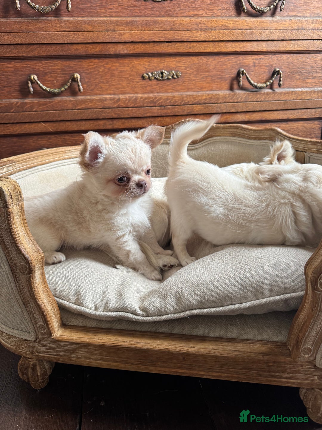 Chihuahua dogs for sale: Chihuahua long-coat puppy KC reg 🤍 - Advert 3