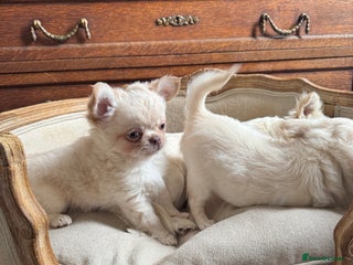 Chihuahua dogs Chihuahua puppies 1 boy 1 girl - Advert 13