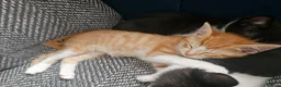 Mixed Breed cats for sale: 2 Ginger and 1 gray male cats - READY TO GO - Advert 6