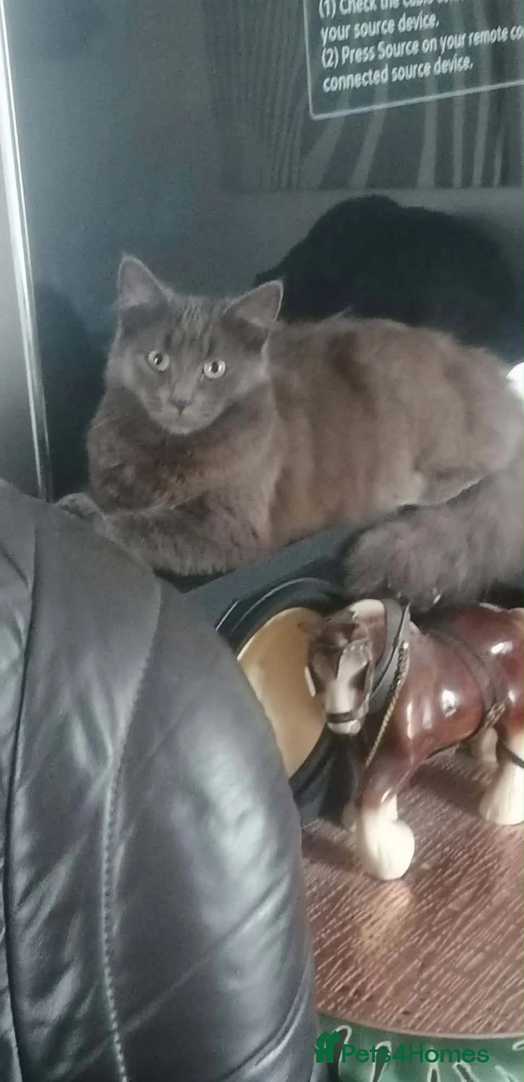 Mixed Breed cats for sale: Female kitten for sale - Advert 8