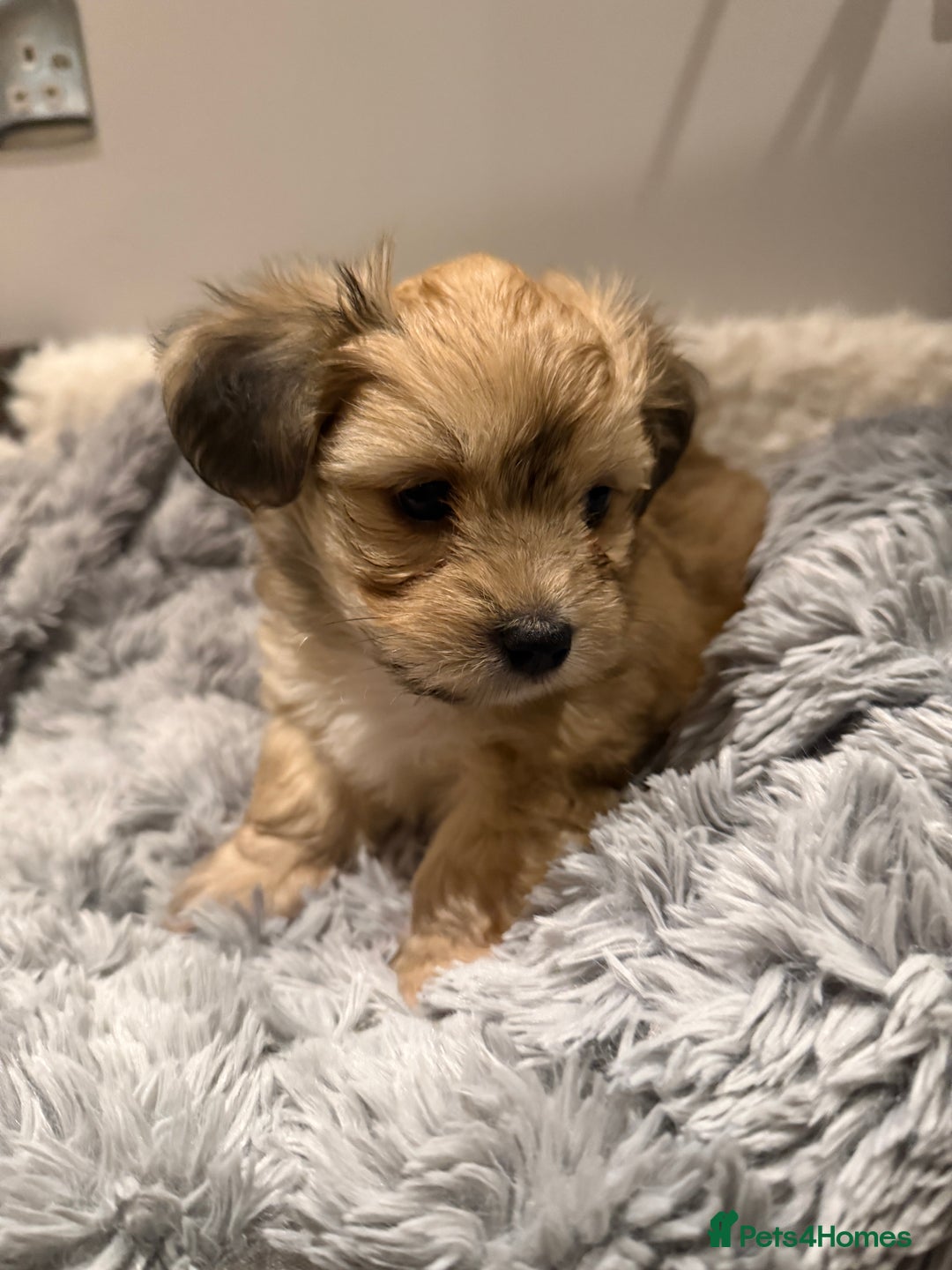 Mixed Breed dogs for sale: Unique mix - Maltese x JackChi Puppies - Advert 24