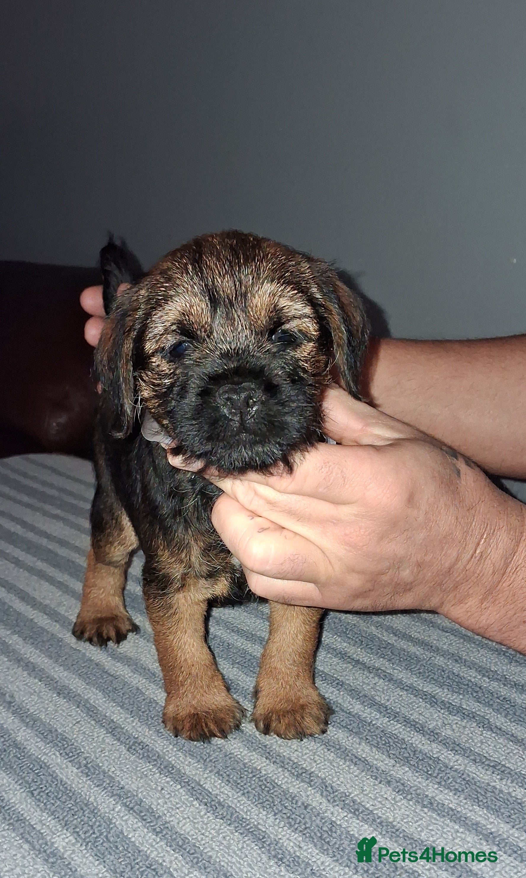 Border Terrier dogs Kc Reg Border Terrier Puppies  - Advert 2