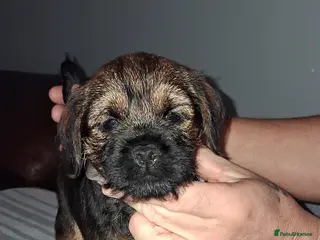 Border Terrier dogs Kc Reg Border Terrier Puppies - Advert 2