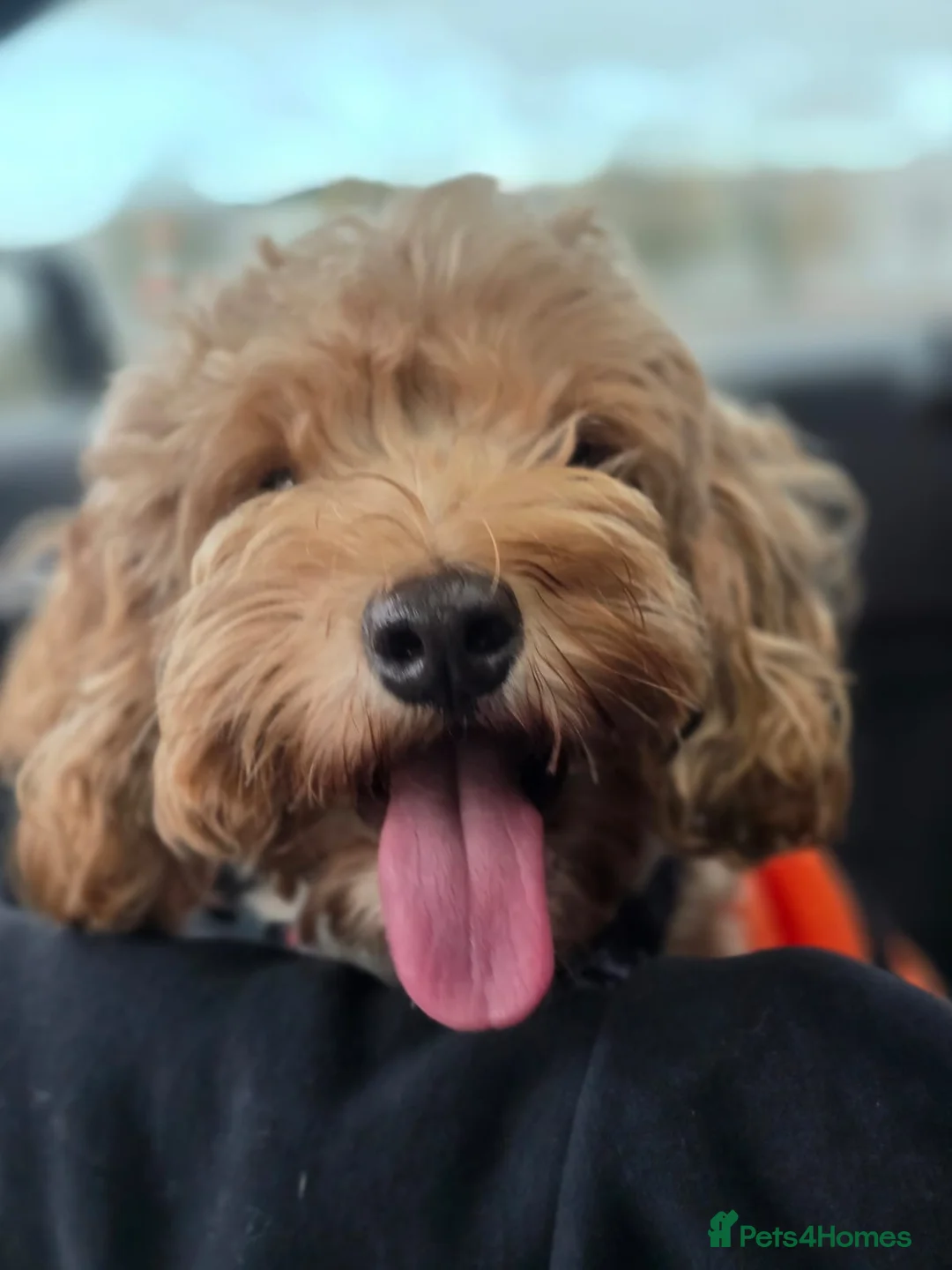 Labradoodle dogs for sale: Multigenerational Mini Doodles Licensed and Tested - Advert 29