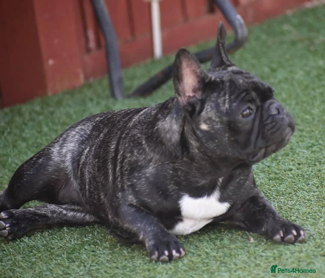 French Bulldog dogs for stud: Red fawn Dicar sired silver health tested in Edinburgh - Advert 19