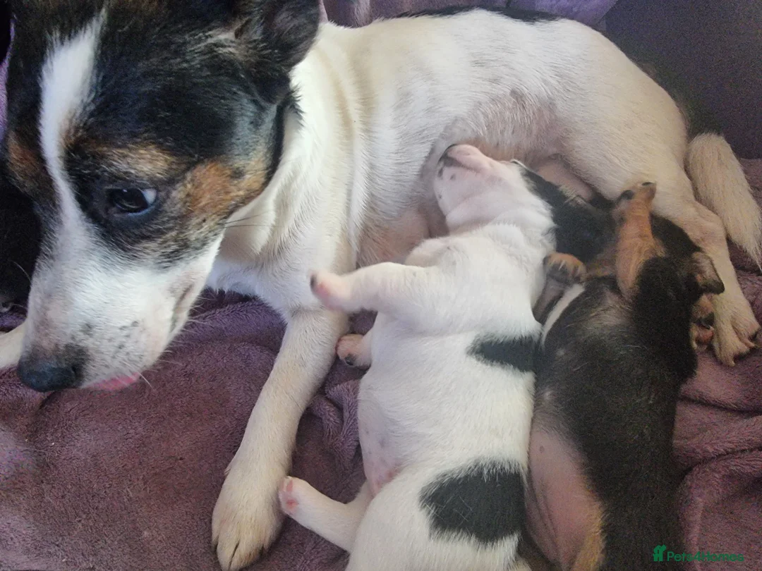 Jack Russell dogs for sale: Jack russel puppies  - Advert 1