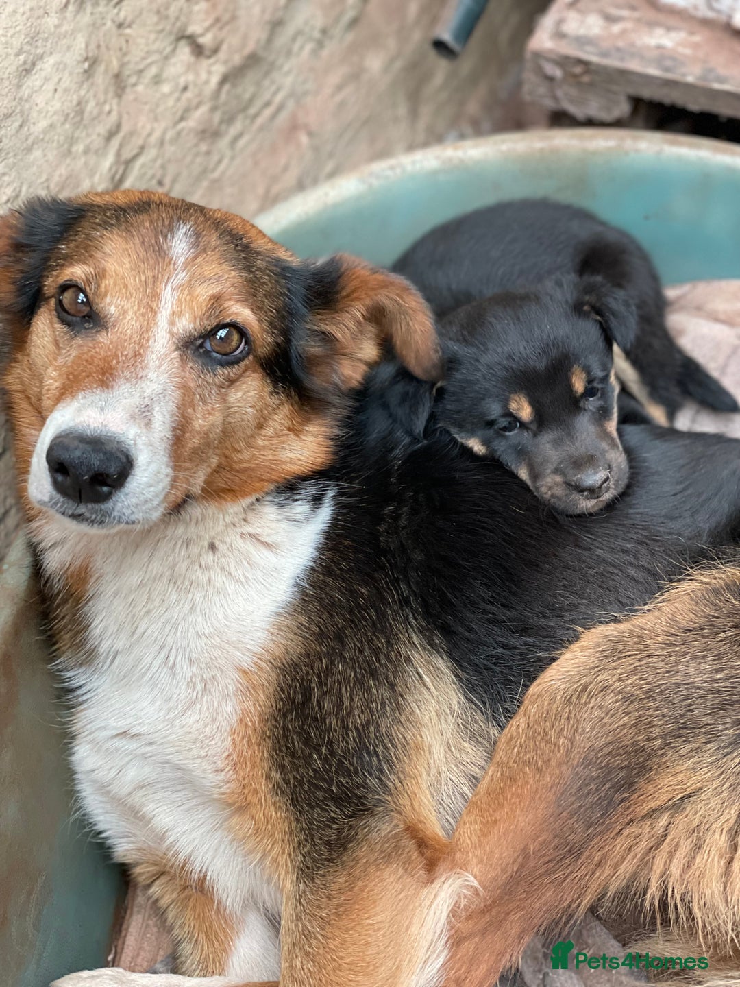 Border Collie dogs for sale: Lovely Border Collie pups available 🩷 - Image 9