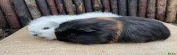Guinea Pig rodents for sale: Lovely bonded baby boys - Advert 3