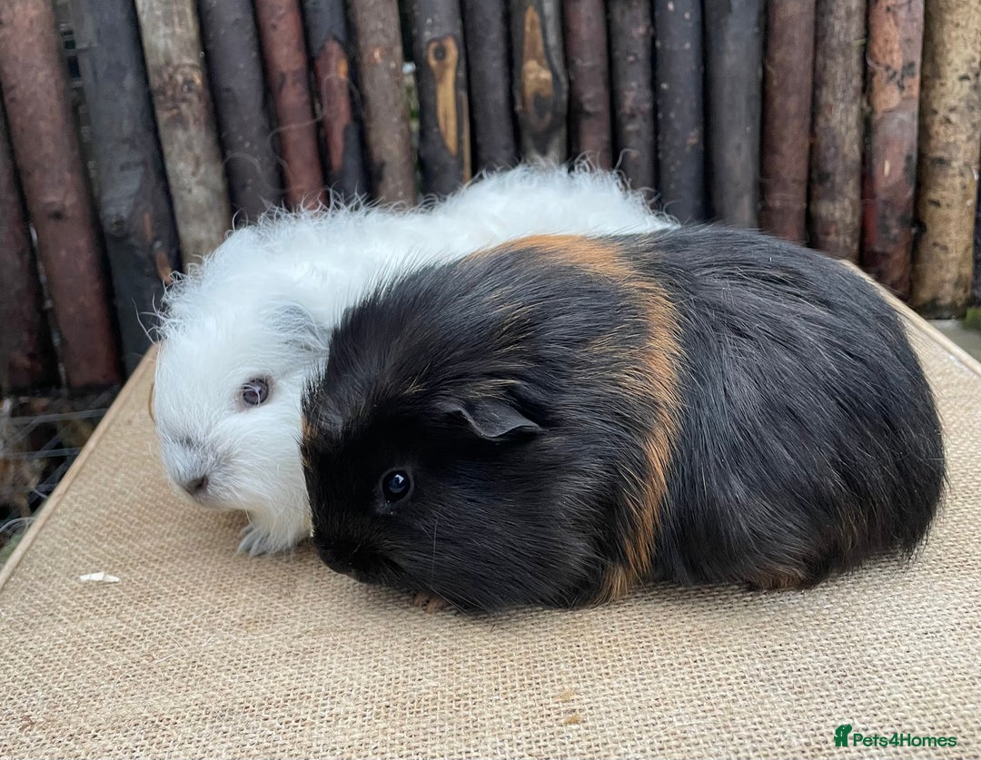 Guinea Pig rodents for sale: Lovely bonded baby boys - Advert 3