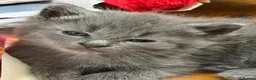 Ragdoll cats for sale: 5 Gorgeous kittens for sale - Advert 4