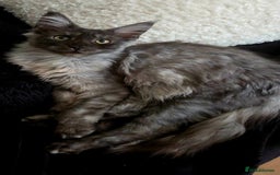 Maine Coon cats for sale: Russian XL maine coons looking HOME!❤️❤️❤️ - Image 4
